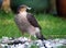 Female Sparrowhawk with kill. The sparrowhawk, is a small bird of prey in the family Accipitridae.