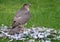 Female Sparrowhawk with kill. The sparrowhawk, is a small bird of prey in the family Accipitridae.