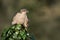 Female sparrowhawk on post looking right