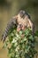Female sparrowhawk with prey
