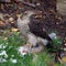 Female Sparrowhawk with prey