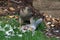 Female Sparrowhawk with prey