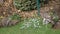 Female Sparrowhawk with prey and squirrel watching