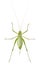 Female Speckled bush-cricket, Leptophyes punctatissima