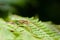 Female spider watches its prey on a fern leaf