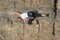 Female Sport Rock Climber