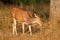 Female spotted deer