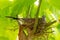 Female Spotted Dove incubating eggs on her nest under the shade of Lettuce tree