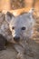 Female Spotted Hyena in Kruger National Park