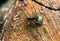 Female spotted wolf spider, Pardosa amentata with eggsack on wood