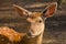 Female of a spotty deer