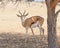 Female Springbok