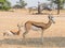 Female Springbok