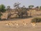 Female Springbok Herd