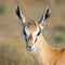 Female Springbok Portrait