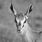 Female Springbok Portrait