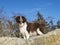 Female Springer Spaniel