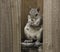 Female Squirrel Eating Nut on Fence