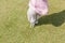 Female staff hand in glove repairing divot on golf green surface