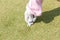Female staff hand in glove repairing divot on golf green surface
