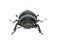 Female stag beetle