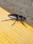 Female stag beetle closeup photography