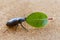 Female stag beetle holding a leaf