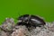 Female stag beetle, Lucanus cervus photographed against a green background