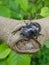 Female stag beetle sitting in a tree