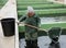 Female standing in fish tank fishing for sturgeon with landing net