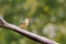 Female star finch, of red faced finch, Bathilda ruficauda), a seed eating small bird from northern Australia