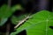 Female stick insect on leaves on nature background. Walking stick insects, stick-bugs or ghost insect. Close up ansect animal