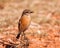 Female stone chat sitting