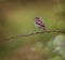 A female Stonechat