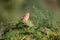 Female stonechat bird on bracken