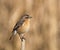 Female Stonechat on large twig