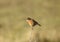 Female stonechat perched in a meadow in the UK