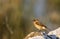 Female Stonechat on Rock