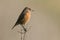 A female Stonechat, Saxicola rubicola, perching on the tip of a plant. It is hunting for insects to eat.