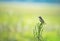 Female stonechat sitting on a plant on a soft blue green background