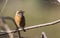 Female Stonechat on Tree Branch