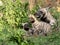 female Striped hyena, Hyaena hyaena sultana, plays with her young cubs