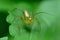 Female striped lynx spider (Oxyopes salticus)