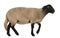 Female Suffolk sheep, Ovis aries, 2 years old