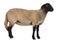 Female Suffolk sheep, Ovis aries, 2 years old