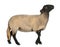 Female Suffolk sheep, Ovis aries, 2 years old