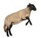 Female Suffolk sheep, Ovis aries, 2 years old