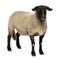 Female Suffolk sheep, Ovis aries, 2 years old