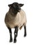 Female Suffolk sheep, Ovis aries, 2 years old