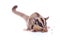 Female sugar glider eating roast insect on the floor isolate on